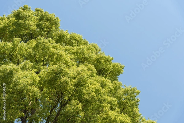 Obraz Large Cinnamomum Camphora