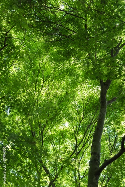 Obraz Japanese Maple