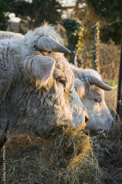 Obraz Elevage charolais