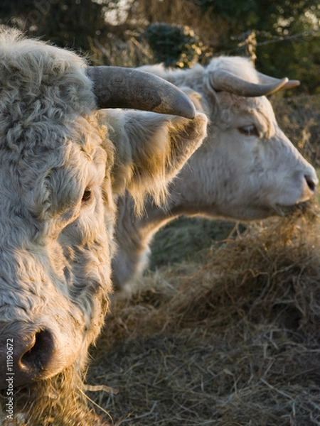 Obraz Elevage charolais