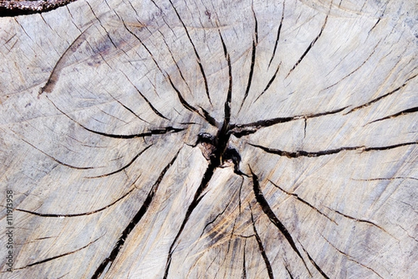 Obraz Old weathered tree stump texture.