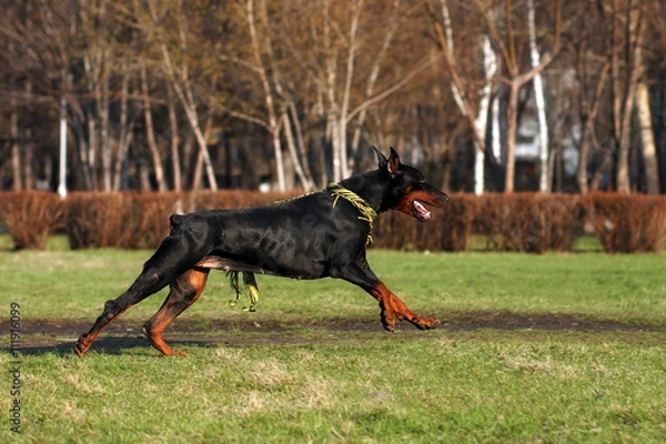 Fototapeta black dog Doberman Pinscher running
