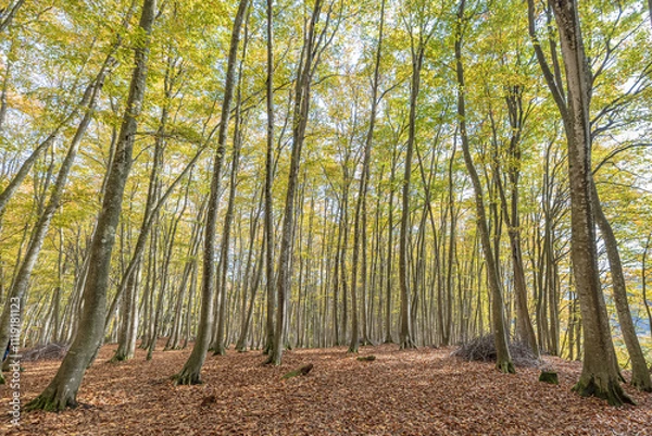 Fototapeta Autumn in Bijinbayashi, Beech forest in Niigata, Japan 十日町市 美人林