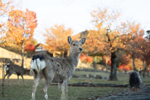 Obraz 秋の鹿と紅葉