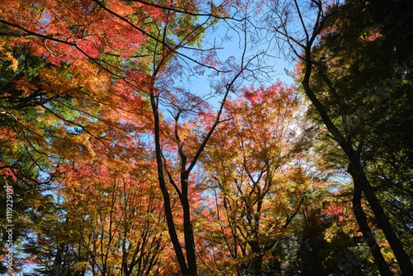 Fototapeta 秋に色づく紅葉の森