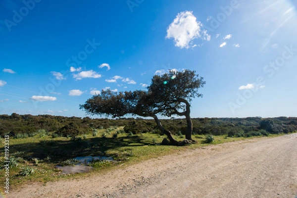Obraz Giara di Gesturi
