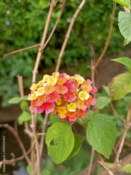 Obraz red and yellow flowers
