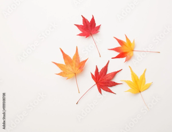 Fototapeta 　もみじ　　スタジオ撮影