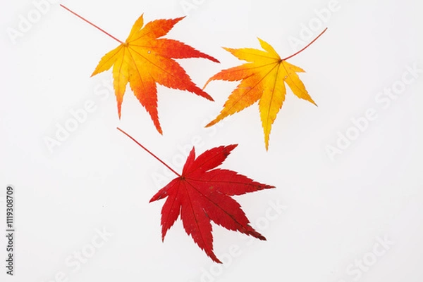 Fototapeta 　もみじ　　スタジオ撮影