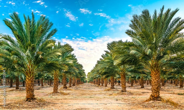 Obraz Plantations of date palms. Sustainable agriculture industry, healthy food production. Date palm is iconic ancient plant has been cultivated for 5000 years in desert and arid areas of the Middle East