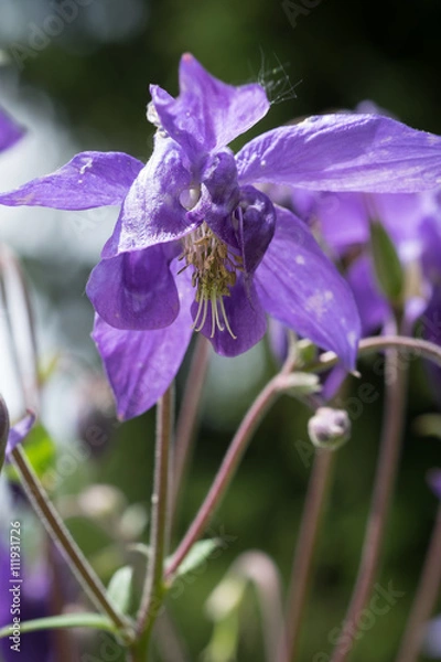 Obraz Violette Ackelei Freigetellt