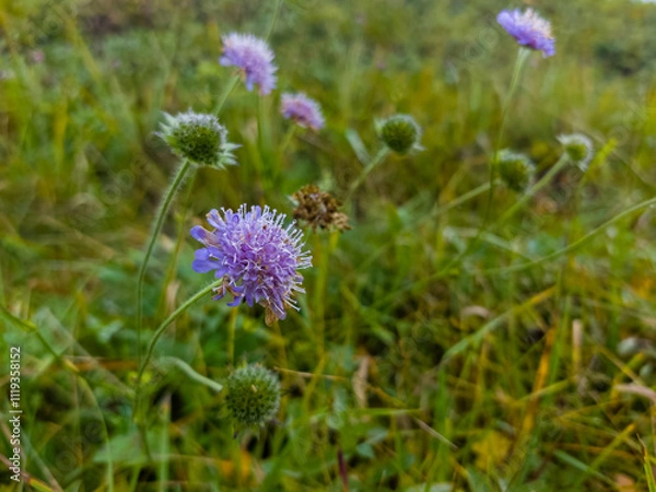 Fototapeta Purple wildflower blooming in a lush green meadow. A delicate wildflower in focus, soft natural light, low-angle macro shot, vibrant meadow setting, emphasizing nature's beauty and serenity.
