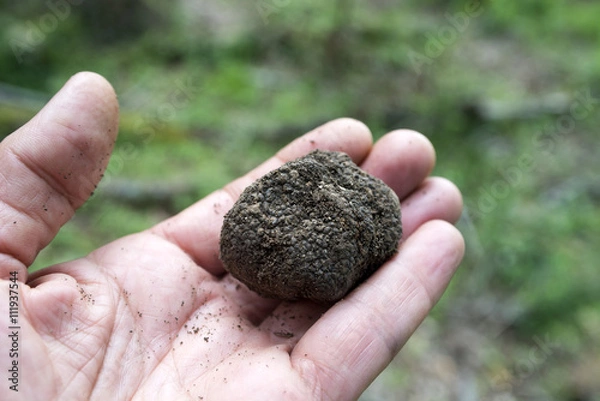 Obraz Black truffle on hand