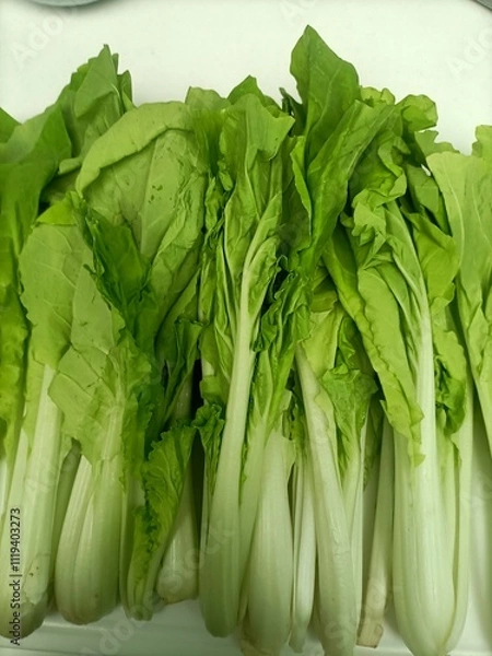 Obraz fresh green lettuce