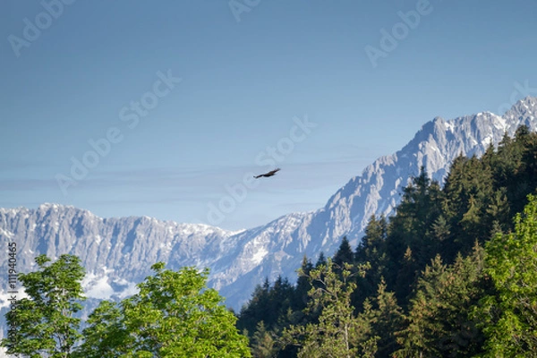 Obraz Soaring bussard over Wilder Kaiser mountain range