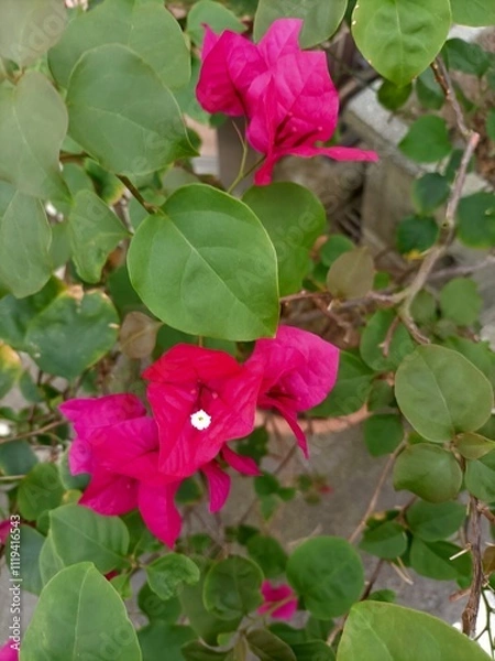 Obraz pink rose bush