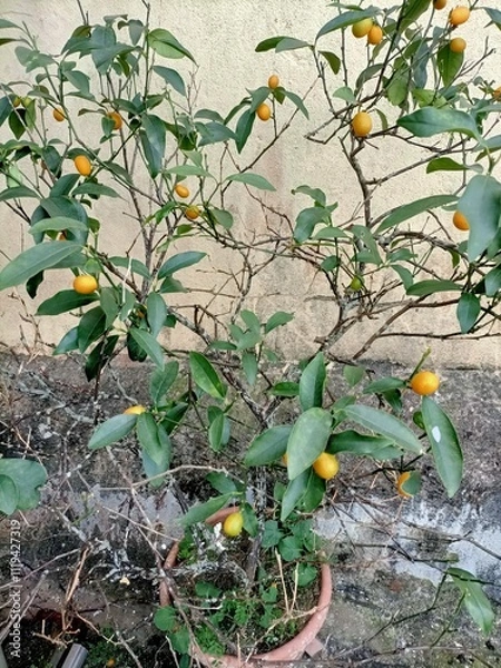 Obraz patch in the garden