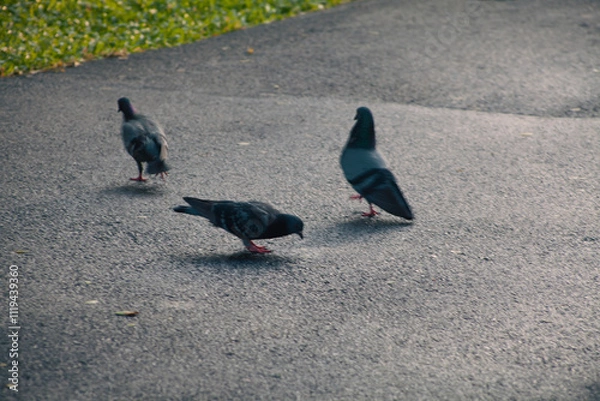 Obraz A lone gray pigeon with striking black eyes perches on a patch of green grass in a bustling city park