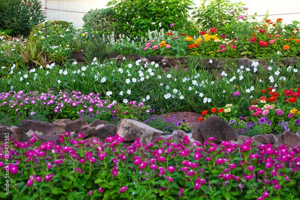 Obraz Pink and white tulips bloom in a vibrant spring garden