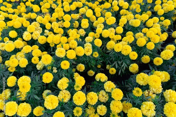 Obraz Sunflowers bloom brightly in a field of golden yellow