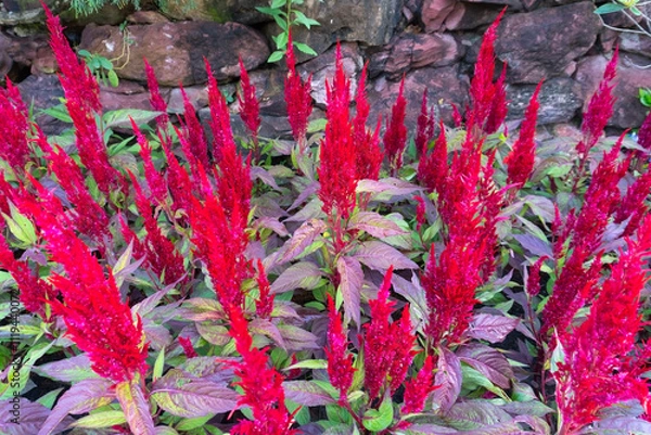 Obraz Red flowers bloom vibrantly against green leaves in a summer garden