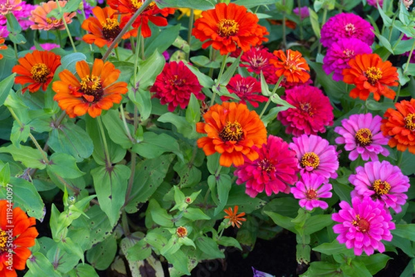 Obraz The colorful beauty of nature blooms in the garden with pink and yellow flowers