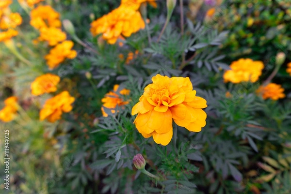 Obraz Golden marigolds bloom brightly in a sun-kissed garden, a vibrant splash of color against the lush greenery