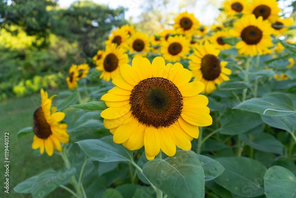 Obraz Sunflowers sway in a golden field beneath a vast blue sky