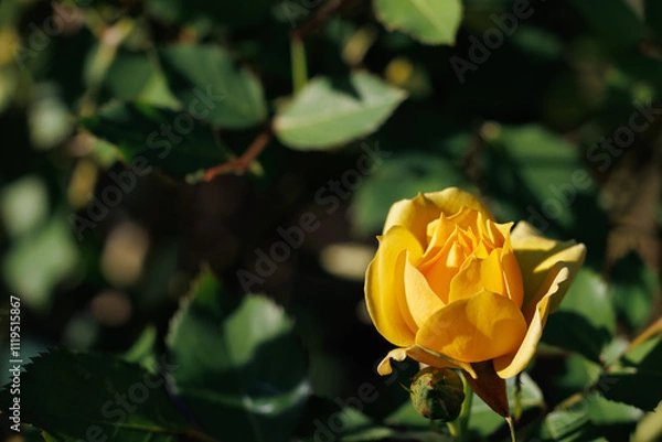 Obraz 陽だまり;黄色のチャイナローズ