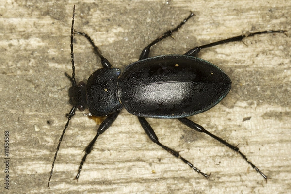 Obraz Ground Beetle - Carabus glabratus
