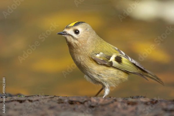 Obraz Roitelet huppé.