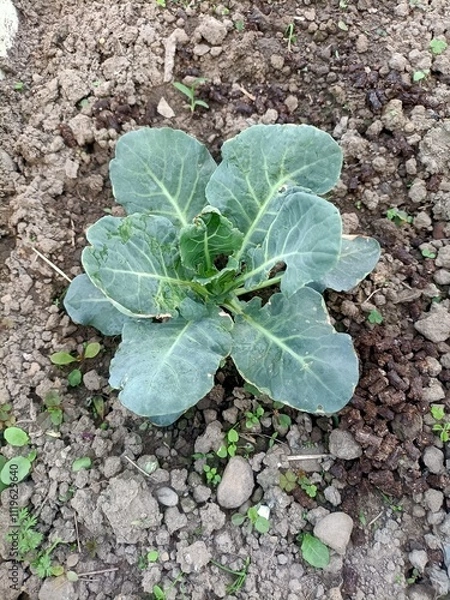 Obraz lettuce in the garden
