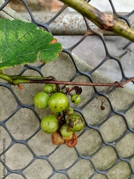 Obraz leaves on a stone