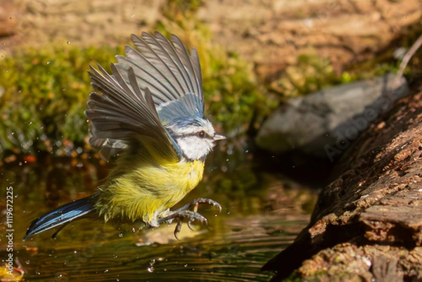 Obraz Mésange bleue