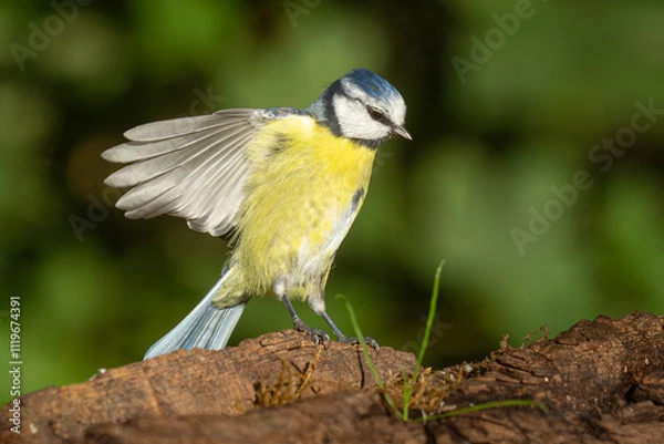 Obraz Mésange bleue