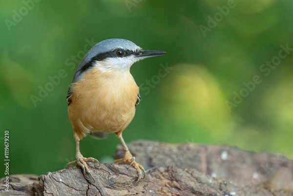 Obraz Sittelle torchepot.