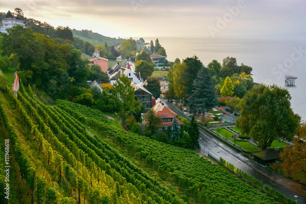 Obraz A vineyard showing at sunset beside a lake in the southern of Germany.