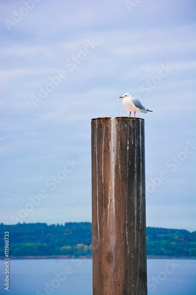 Obraz A bird standing on a log with a view of mountain and lake.