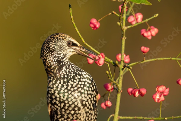 Obraz Etourneau sansonnet.