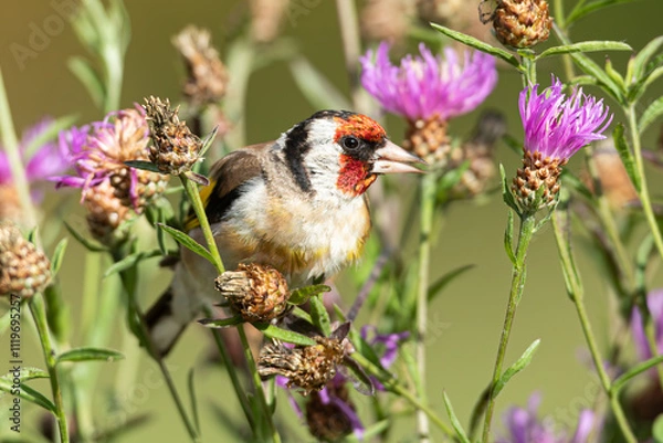Obraz Chardonneret élégant!