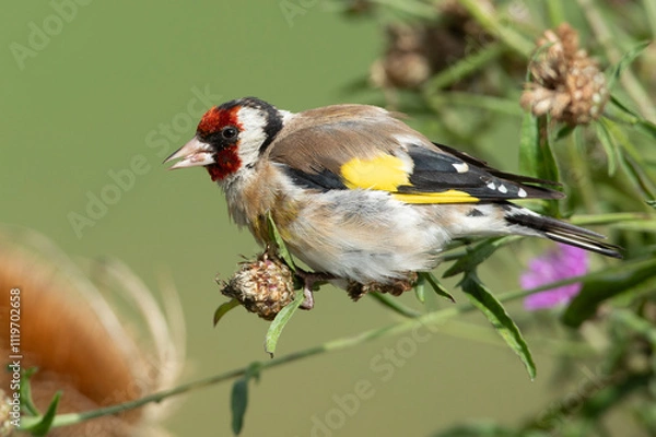 Obraz Chardonneret élégant.