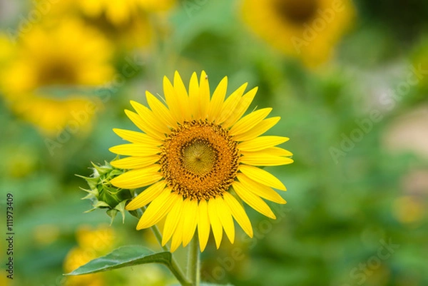 Obraz sunflowers