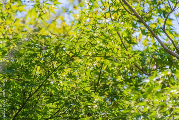 Fototapeta 新緑のもみじが輝く日差し