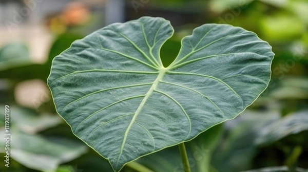 Fototapeta Close up of New Guinea Shield leaf showcasing intricate textures with soft bokeh background highlighting its beauty and detail in natural light