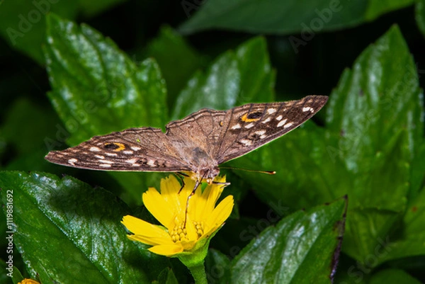 Obraz Butterfly fyling on yellow flower in the park.