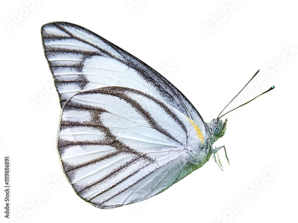 Fototapeta A white butterfly isolated on a transparant background. Perfect for nature, wildlife, and insect-themed projects.