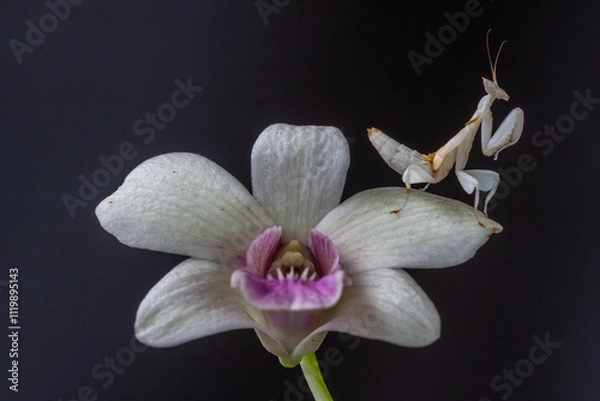 Fototapeta Hymenopus coronatus is a mantis from the tropical forests of Southeast Asia. It is known by various common names, including walking flower mantis, orchid-blossom mantis and (pink) orchid mantis