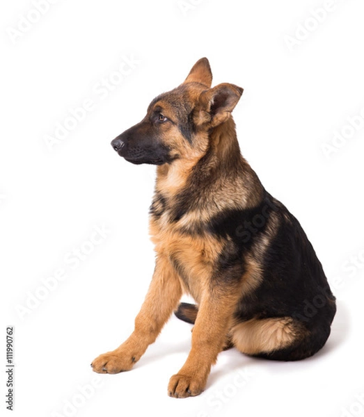 Obraz Shepherd puppy on a white