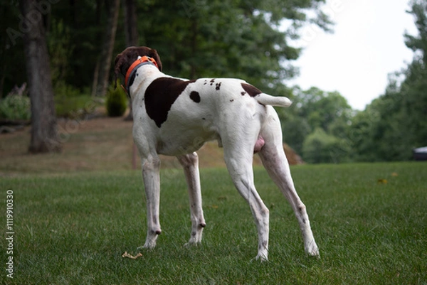 Fototapeta German Short Haired Pointer playing in the yard