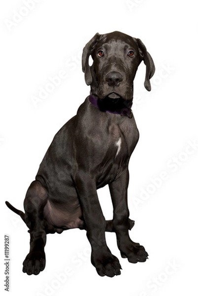 Obraz Great dane puppy